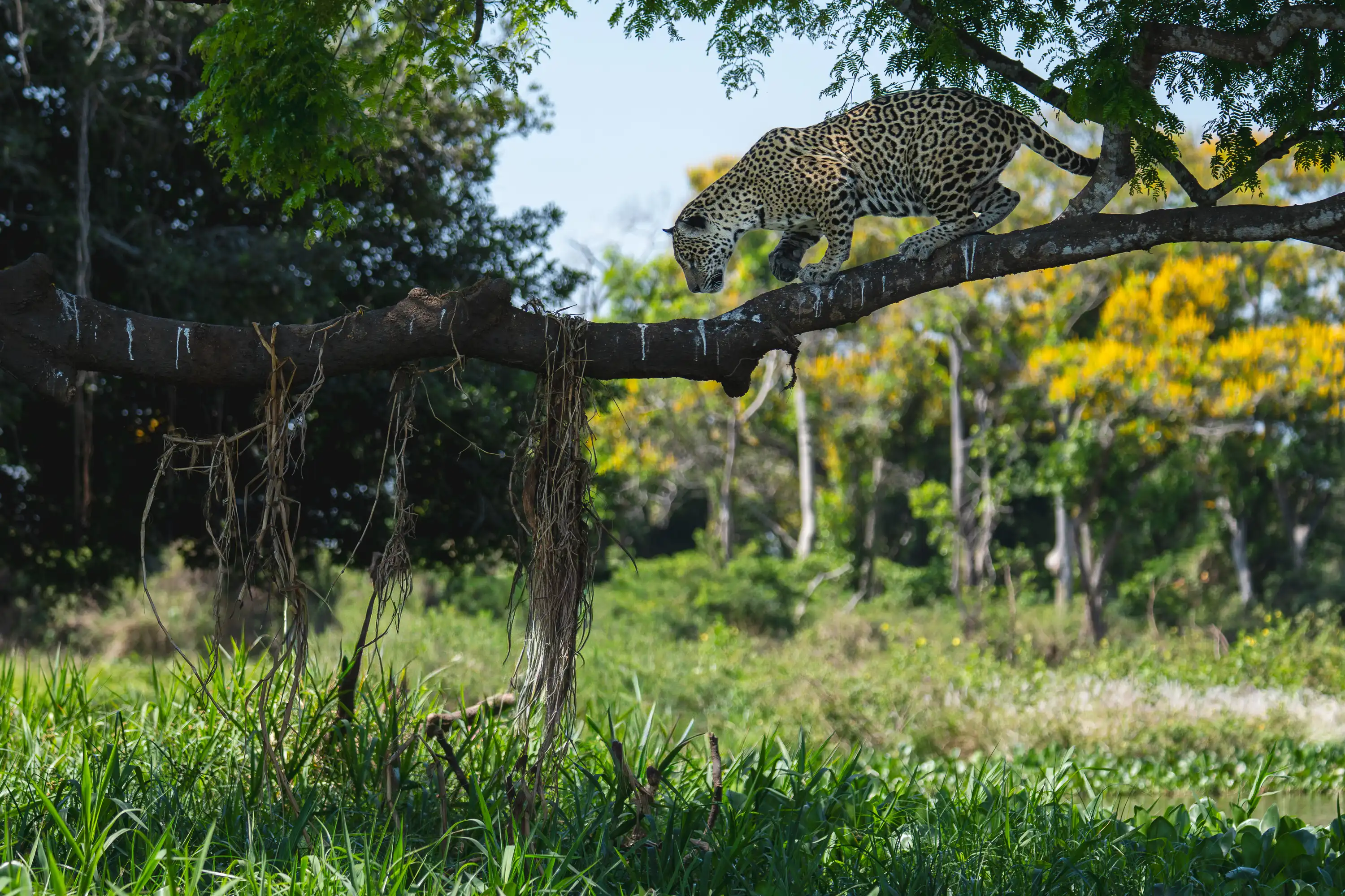 Pantanal Jaguar Expedition gallery image 19